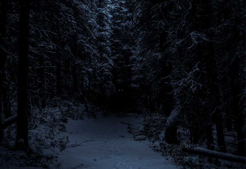 A dark forest with snow on the ground