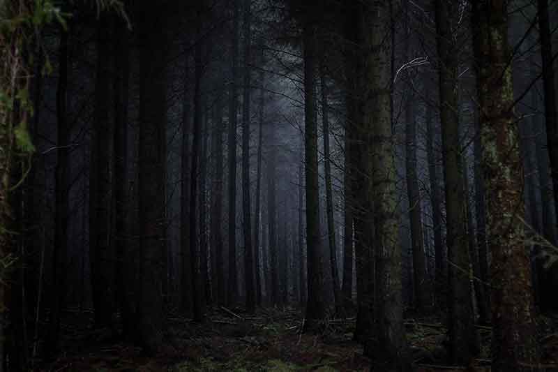 A dark forest