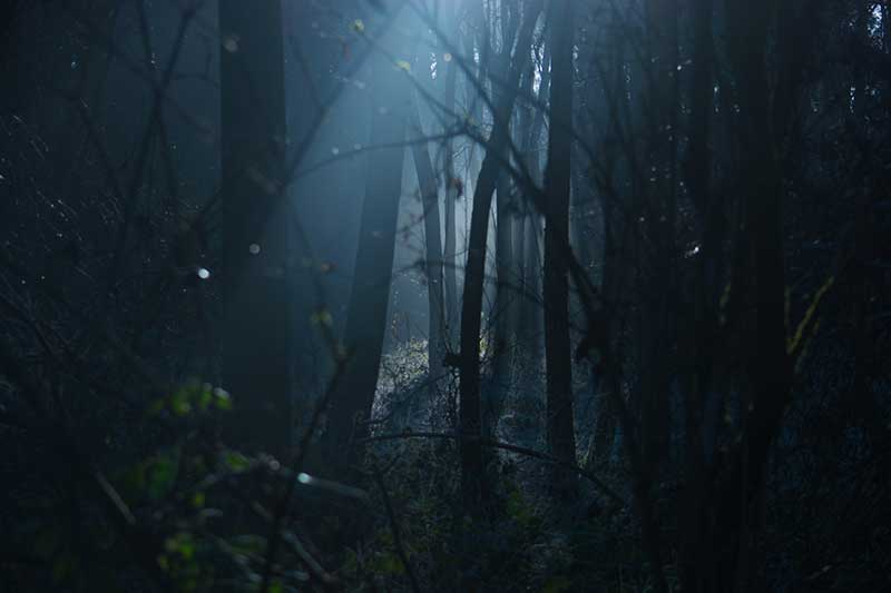 A dark forest with moonlight shining down into it