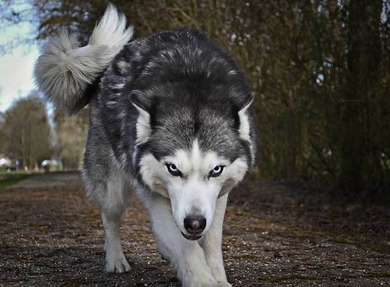 A photo of a wolf