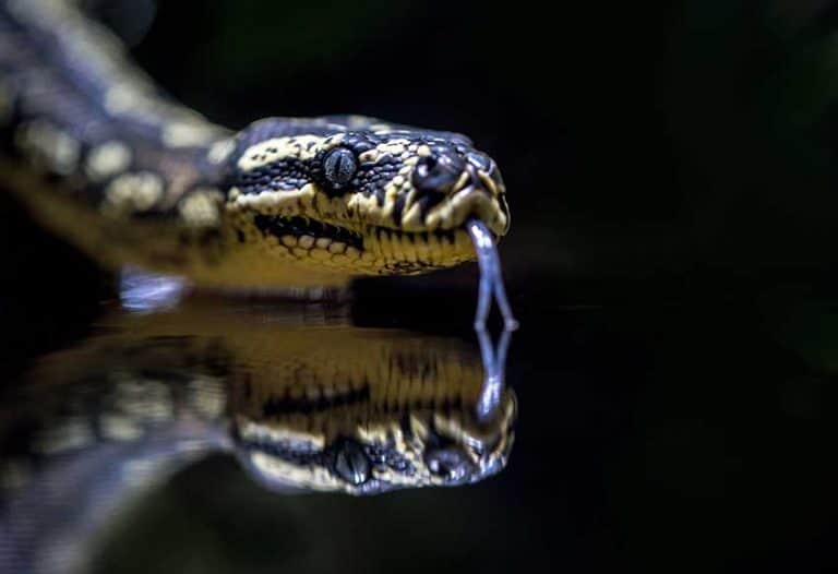 snake-bite-dream-meaning-symbolism-paranormal-authority