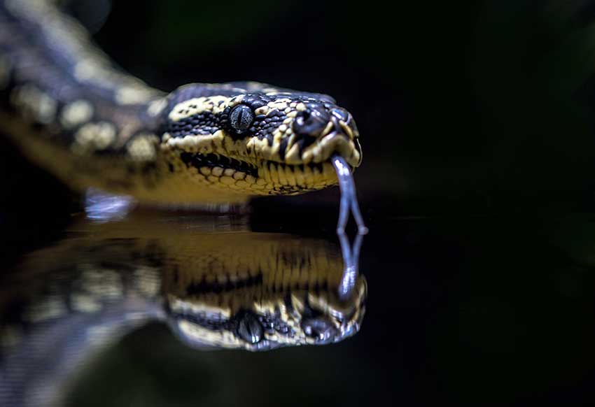 A snake on black glass