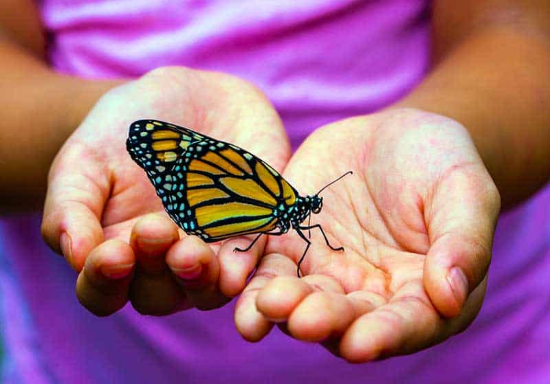 A person holding a butterfly