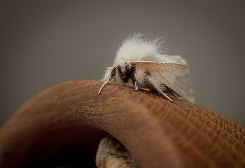 A white moth on wood