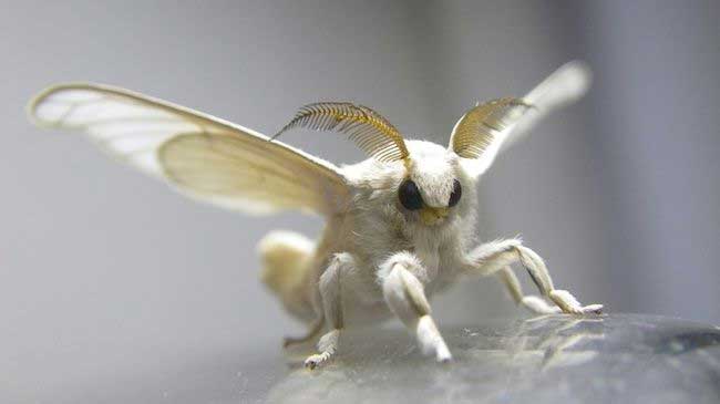 giant white moth