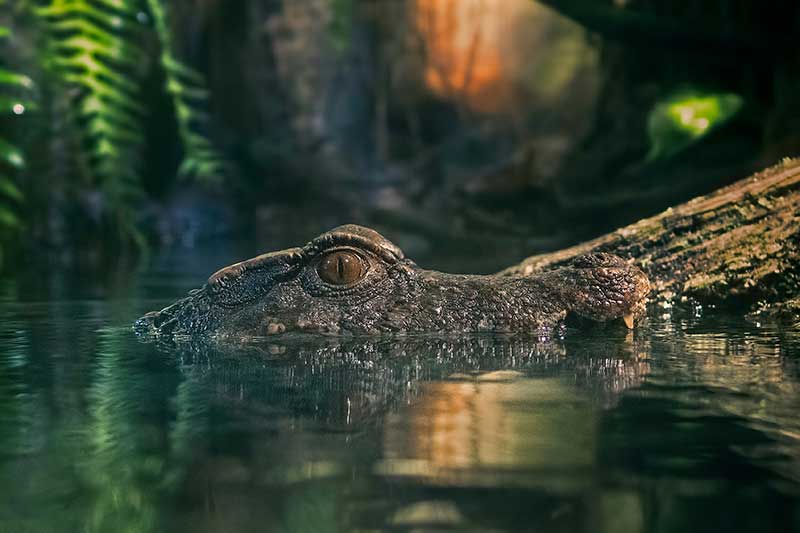 The head of an alligator