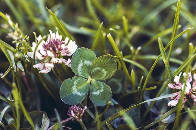 Spiritual Signs Of Good Luck Coming