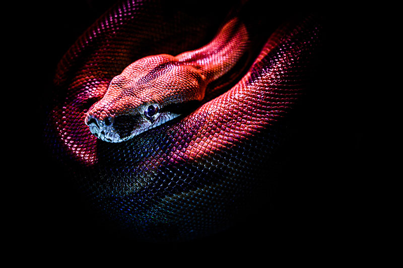 A snake under a red light